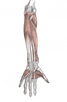 arm muscles